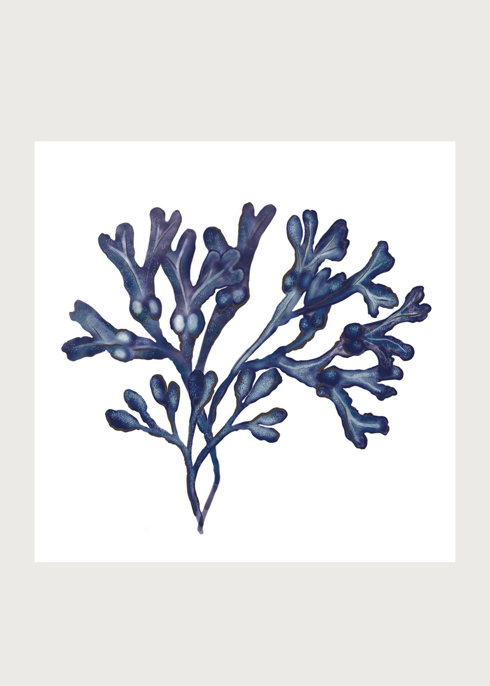 Bladderwrack Seaweed Art Print - 20cm