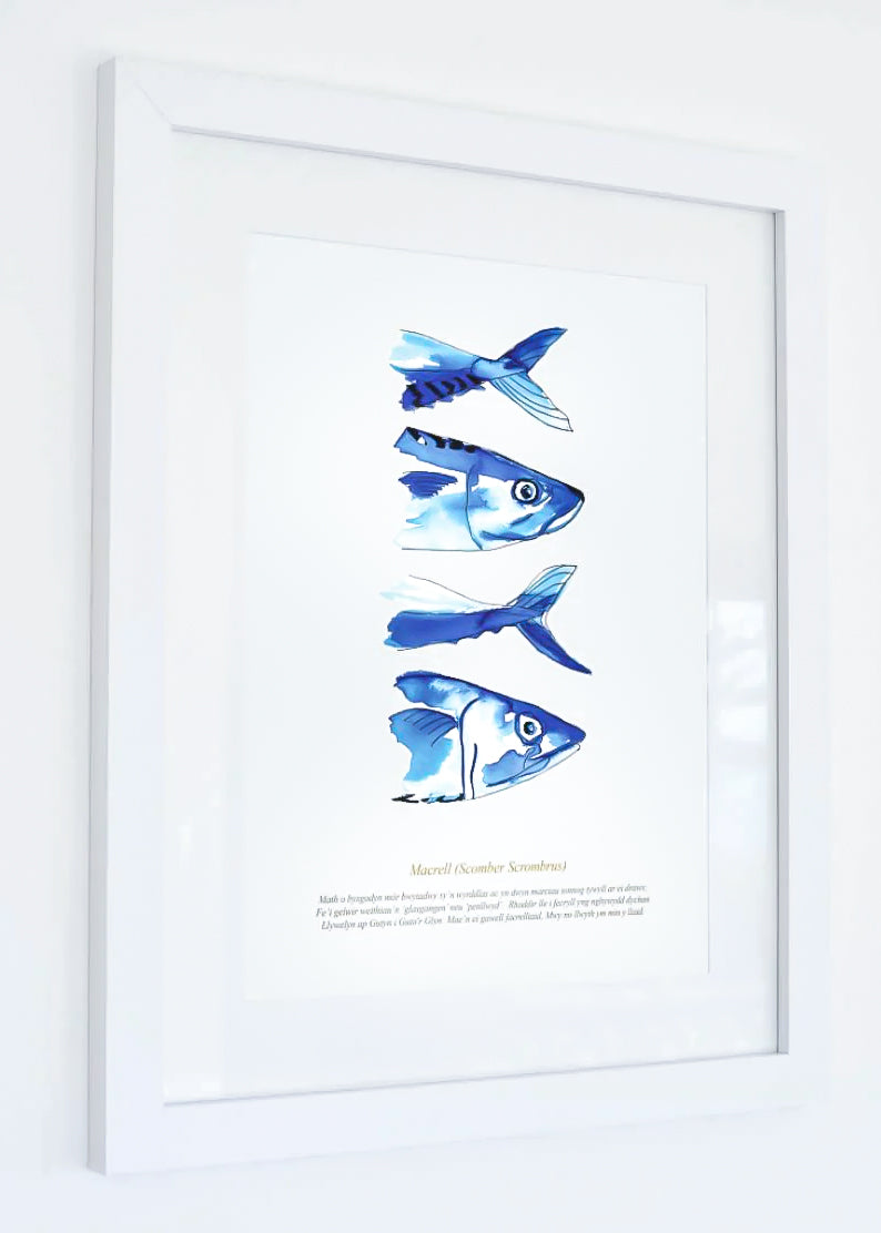 Mackerel Watercolour Framed  Print