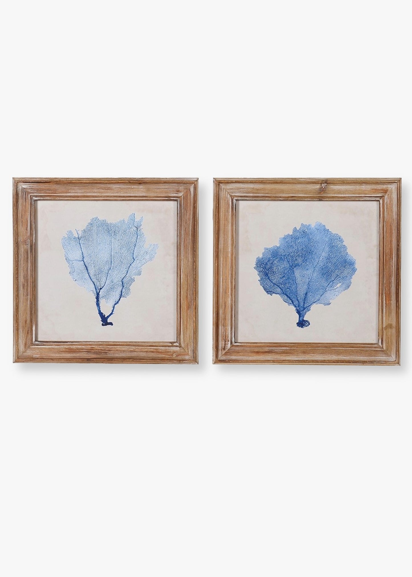 Two wood framed artworks of blue coral 