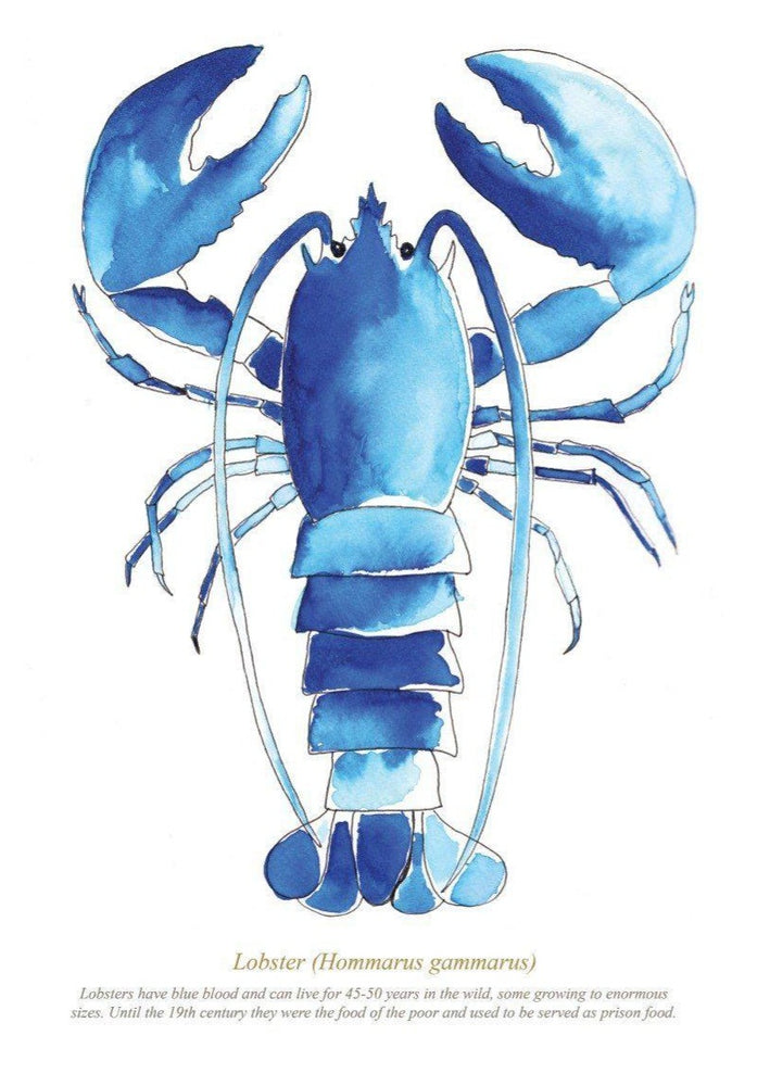 
                      
                        Lobster Print
                      
                    